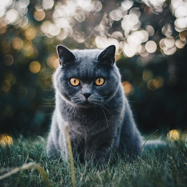 cat